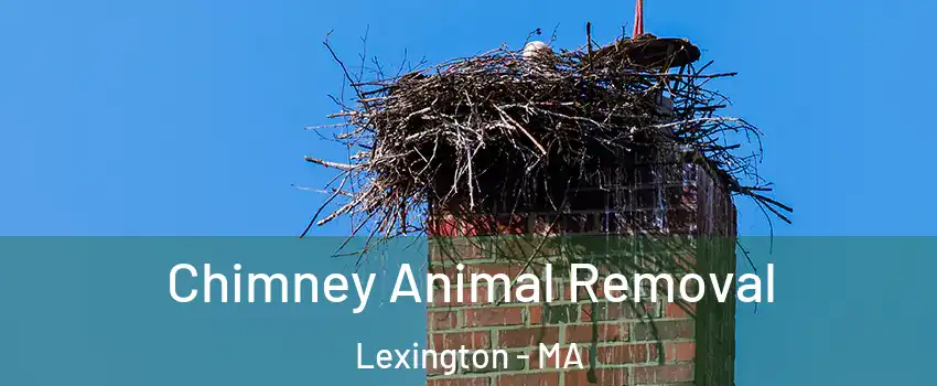 Chimney Animal Removal Lexington - MA