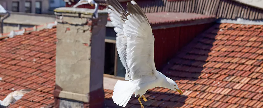 Residential Chimney Animal Removal Solution in Lexington, MA