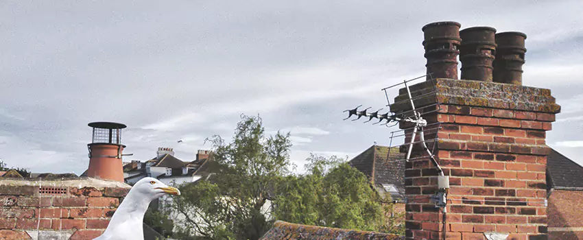 Chimney Cleaning And Restoration in Lexington, Massachusetts